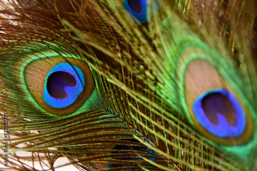 Peacock Feathers Close Up Green Blue