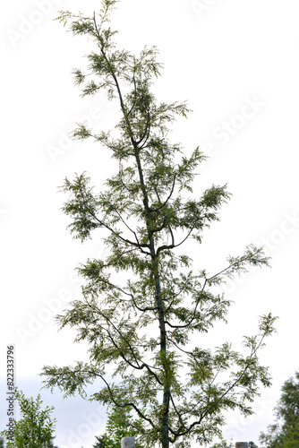 Eiche   Schlitzbl  ttrige Stiel-Eiche  Quercus robur f. pectinata