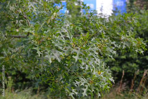 Eiche,  Sumpf-Eiche, Quercus palustris photo