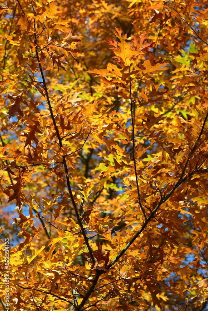 Eiche,  Sumpf-Eiche, Quercus palustris