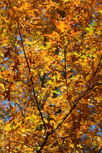 Eiche   Sumpf-Eiche  Quercus palustris