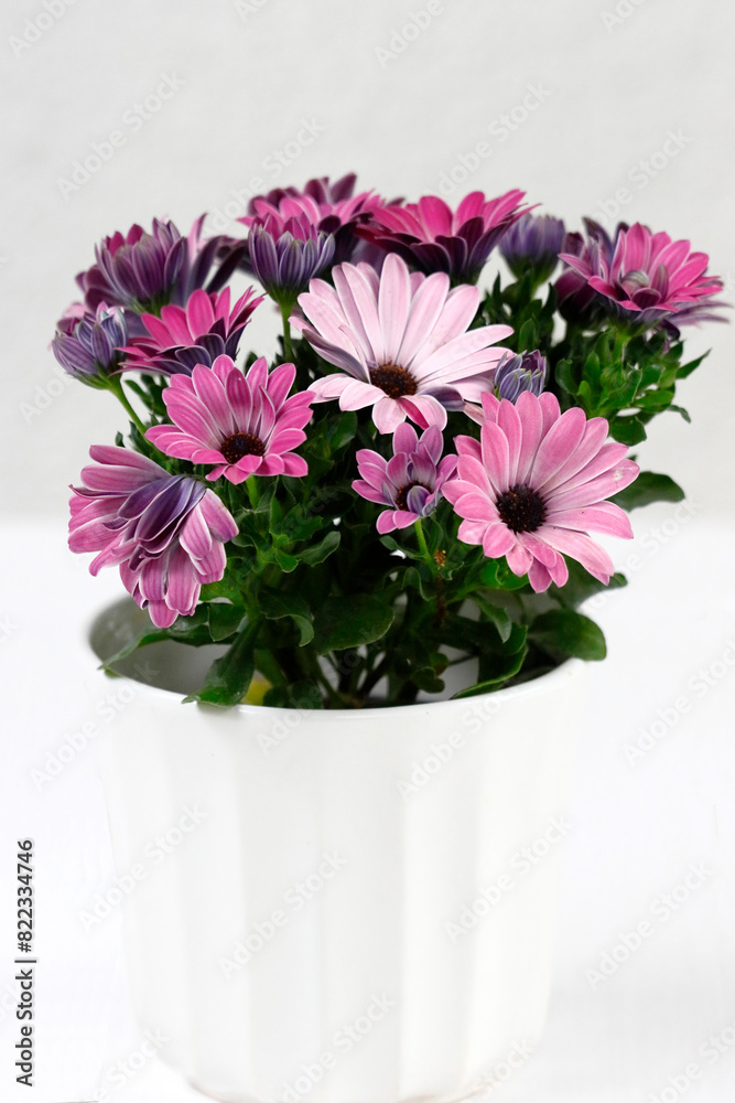 Blüten von Kapmargeriten in einem Blumentopf
Blüten von Kapmargeriten in einem Blumentopf