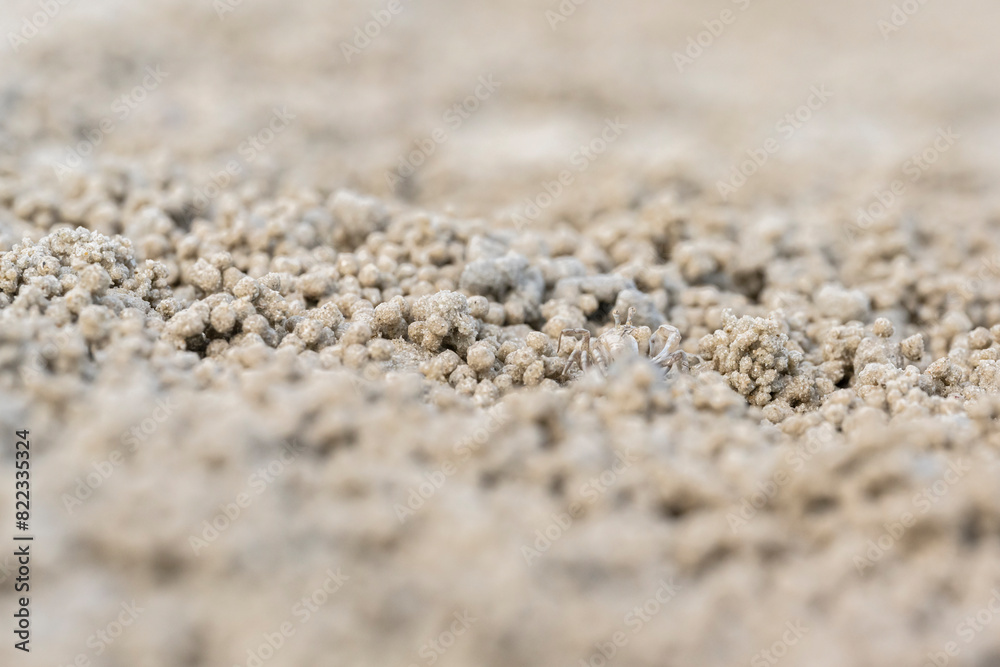 Ghost crab (Ocypode quadrata) on the sand beach in perfect macro details. Ghost crab (Ocypode quadrata) on the sand beach in perfect macro details.