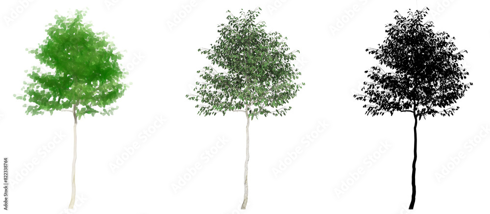 Fototapeta premium Set or collection of European beech trees, painted, natural and as a black silhouette on white background. Concept or conceptual 3d illustration for nature, ecology and conservation, strength, beauty