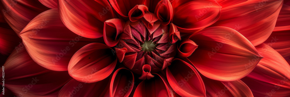 Close up of Vibrant Red Dahlia Petals in Full Bloom Close up of Vibrant Red Dahlia Petals in Full Bloom