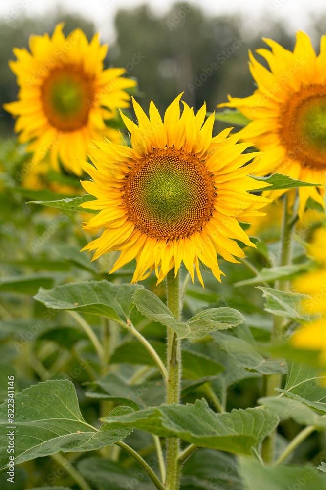 Sunflower close up, early morning in summer