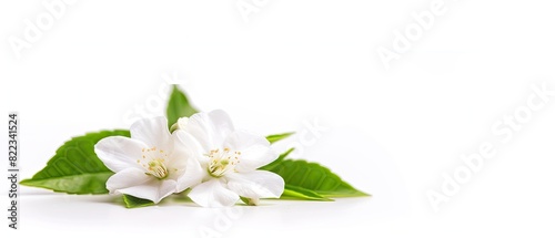 Jasmine flower with blank copyspace  isolated on white background