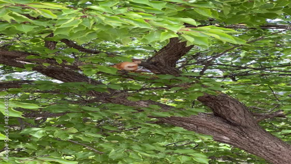 The red squirrel sits on a branch. The wind moves smaller branches and leaves The red squirrel sits on a branch. The wind moves smaller branches and leaves