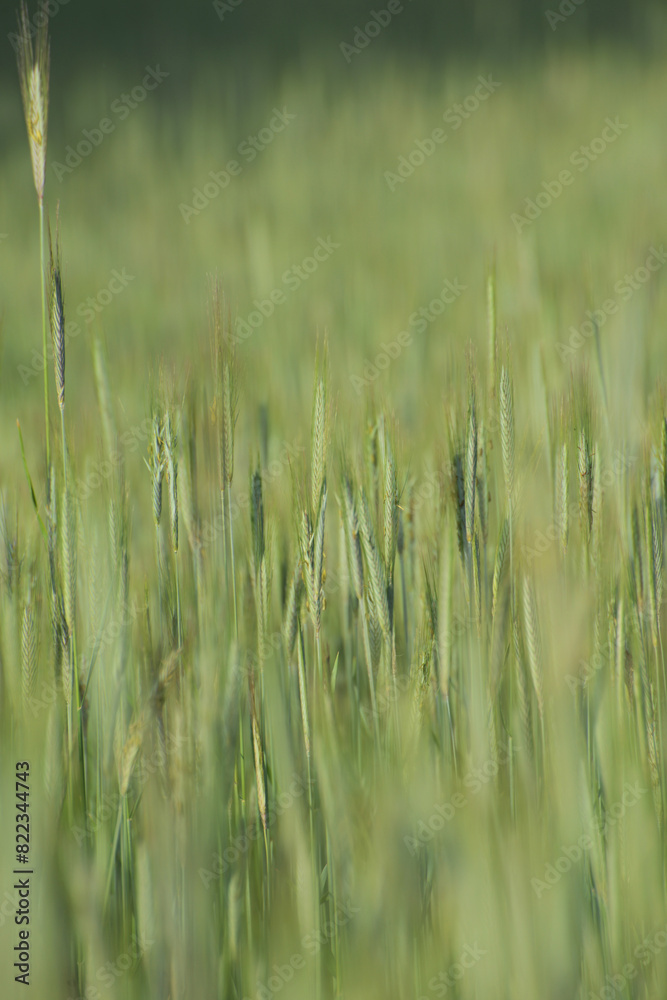 Obraz premium Roggen, Winterroggen, Secale cereale L.
