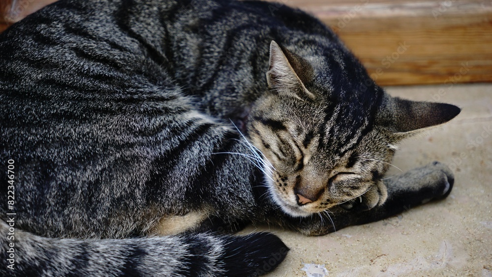 cat curled up sleeping peacefully cat curled up sleeping peacefully