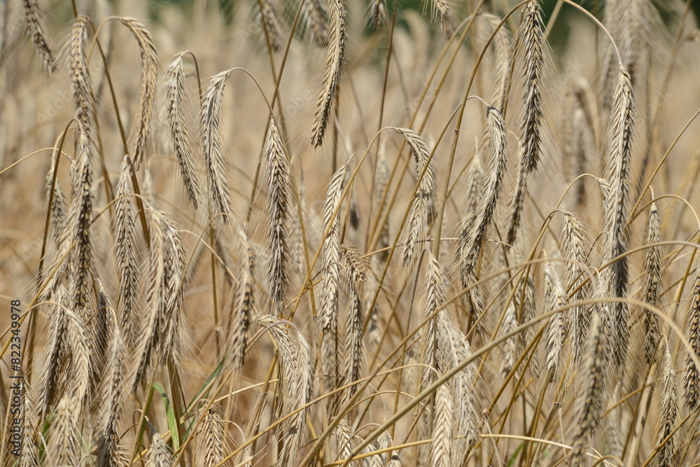 Fototapeta premium Roggen, Winterroggen, Secale cereale L.