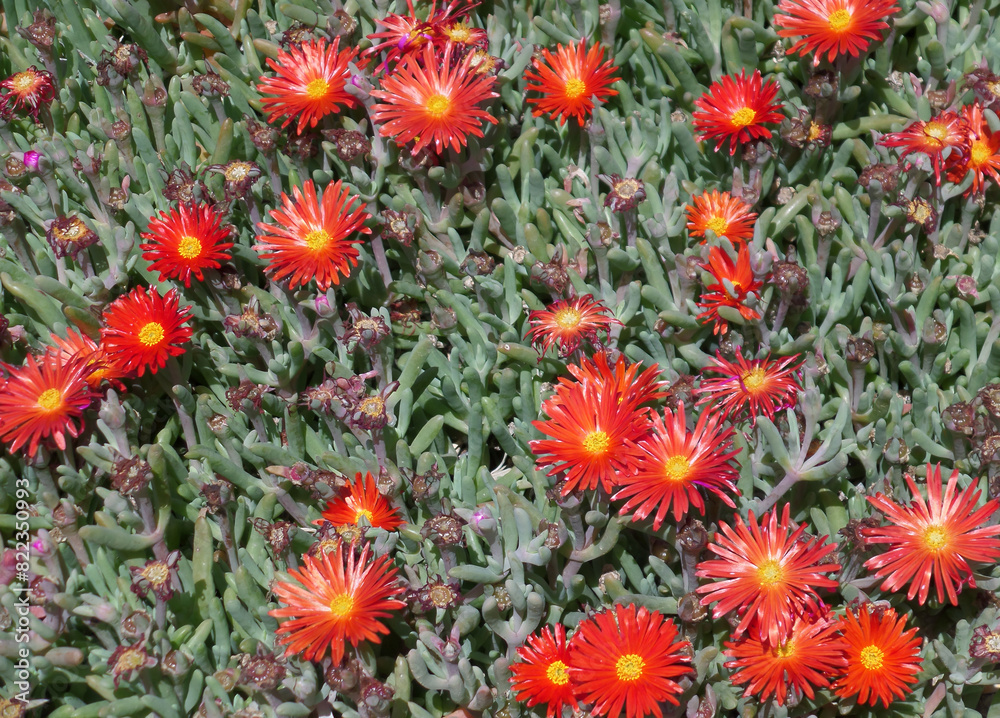 Field of Eye Catching Red Flowers of Lampranthus Succulent Plants on Delos Island, Mykonos, Greece Field of Eye Catching Red Flowers of Lampranthus Succulent Plants on Delos Island, Mykonos, Greece