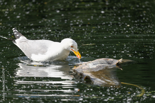 seagull eats prey that has fallen into the lake