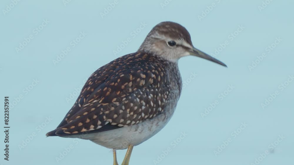 Wood Sandpiper. Fifi bird in close-up on a blue background. Nature.
Wood Sandpiper. Fifi bird in close-up on a blue background. Nature.