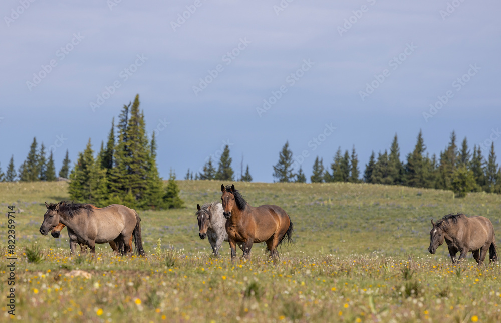 Wild Horses in the Pryor Mountains Montana in Summer