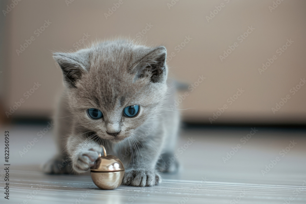 Obraz premium Cute kitten playing with golden ball, adorable gray cat focused on small object, indoors on wooden floor