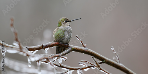 Wild annas hummingbird on ice coated branch in winter looking to side