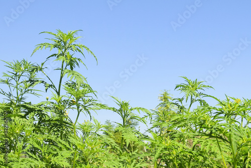 American common ragweed against blue sky. Dangerous plant. Ambrosia shrubs that causes allergic reactions, allergic rhinitis. Copy space. Selective focus.