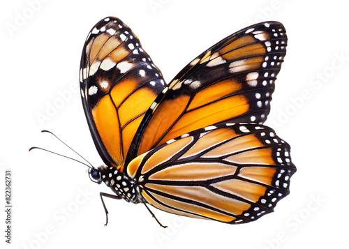 butterfly isolated on white, transparent background, PNG AI generated  © SekhSadi