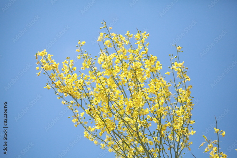 Yellow Desert flowers against sunny blue sky, Arizona
