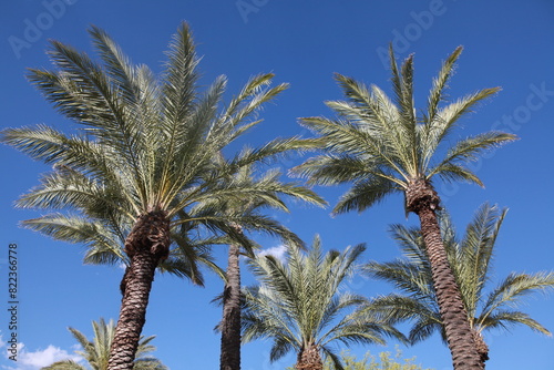 Desert palm trees against blue sky, Tucson Arizona