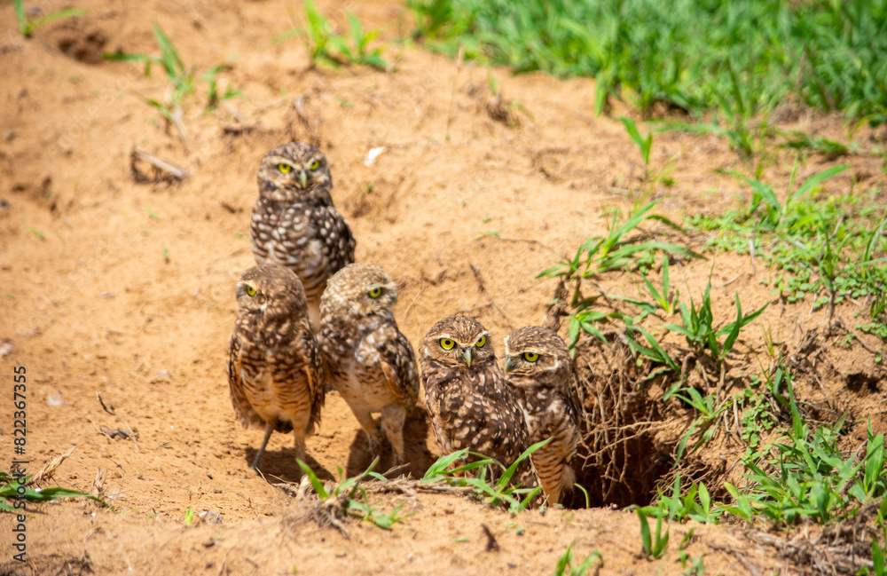 Group of owls at burrow entrance in Casanare, Colombia Group of owls at burrow entrance in Casanare, Colombia