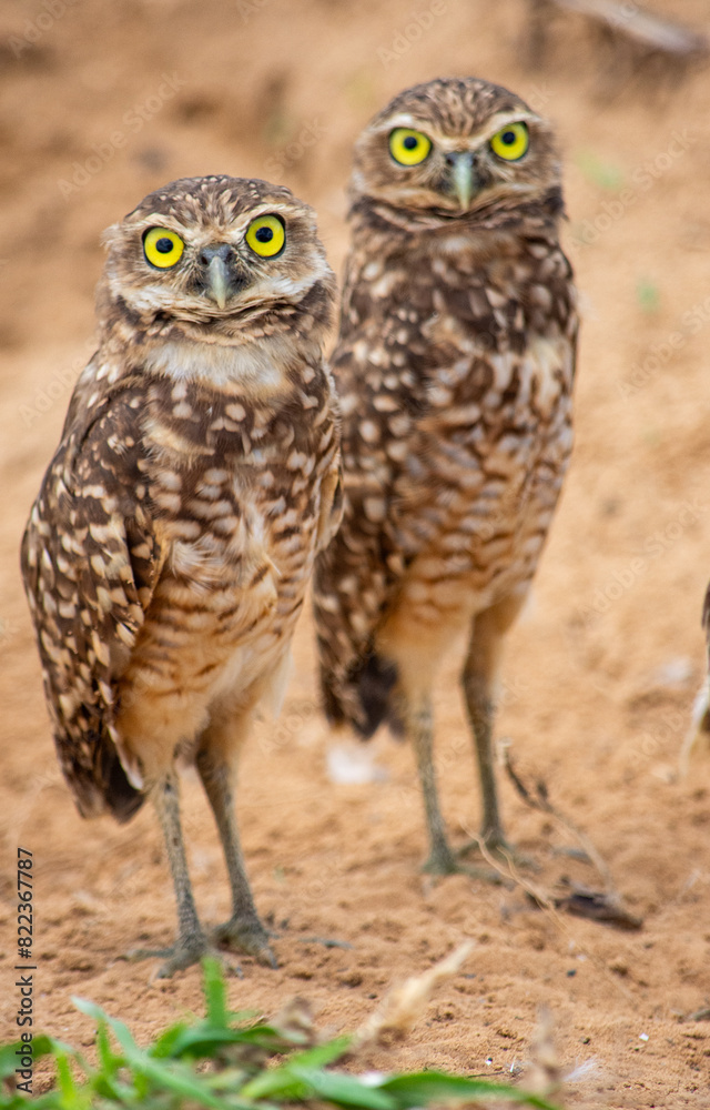 Pair of owls in Casanare, Colombia with a soft-focus background Pair of owls in Casanare, Colombia with a soft-focus background