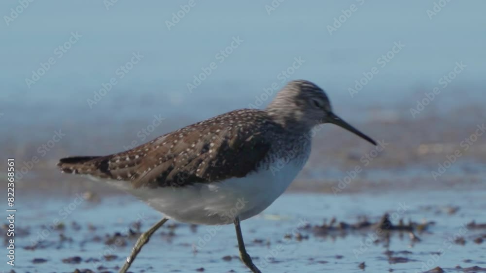 Wood Sandpiper. Fifi bird strolls through the swamp. She is looking for food with her beak. Early spring morning. Nature. Close up. Wood Sandpiper. Fifi bird strolls through the swamp. She is looking for food with her beak. Early spring morning. Nature. Close up.
