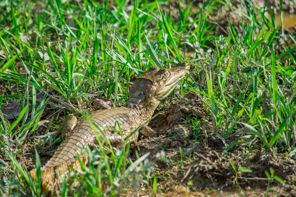 Caiman in grass at Hato La Aurora, Casanare, Colombia Caiman in grass at Hato La Aurora, Casanare, Colombia