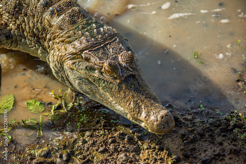 Close-up of a crocodile entering water, surrounded by muddy terrain and vegetation photo