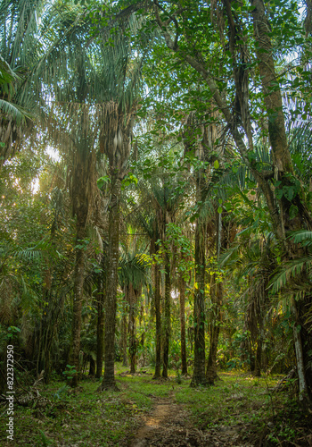 Lush green forest trail in Casanare, Colombia photo