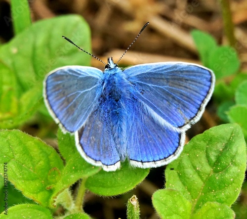 The common blue butterfly is a butterfly in the family Lycaenidae close-up.