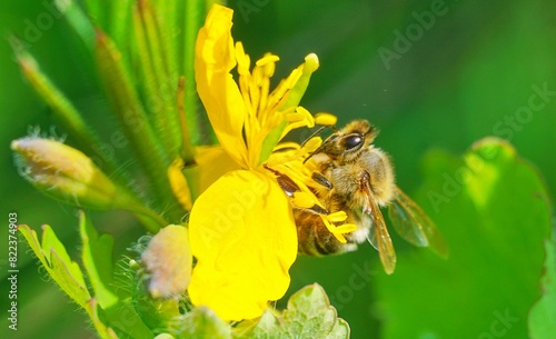 Honey bee on Hypericum flowers , Hypericum perforatum or St John's wort,