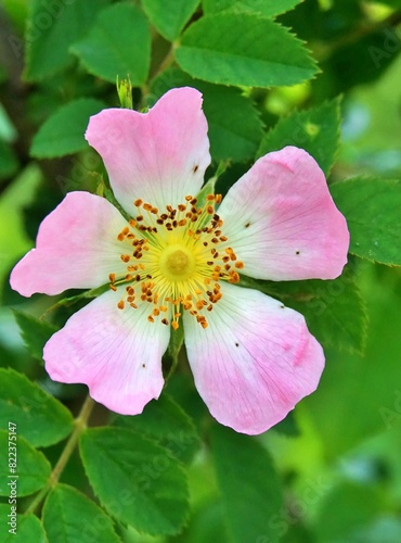 Dog rose, Rosa canina, climbing wild rose blooming in a park, close up with selective focus.