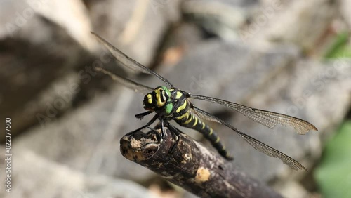 Splendid Big Example of Golden Ringed Dragonfly - latin Cordulegaster Boltonii - Drying on a Branch near a River in Morning Sun photo