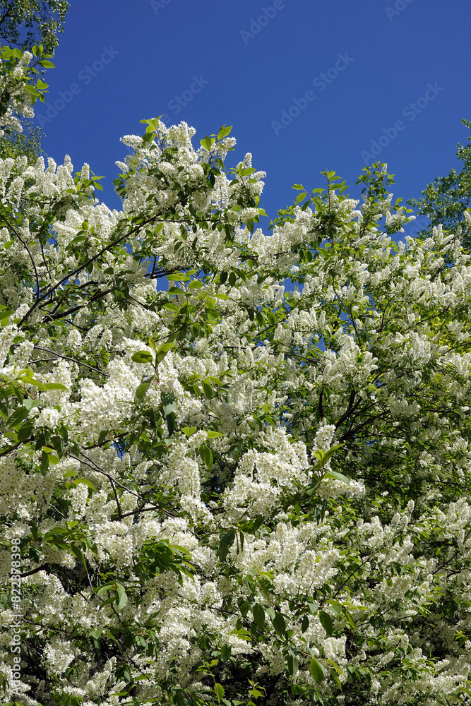 Bird cherry branches of the top of the tree with lot of blooming white flowers against clear cloudless sky in spring day Bird cherry branches of the top of the tree with lot of blooming white flowers against clear cloudless sky in spring day