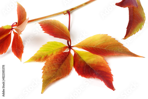 Multicolor autumnal grapes leaves