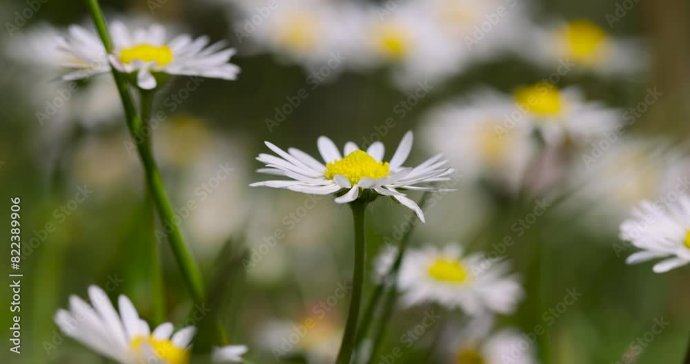 white little daisies in the field, beautiful white flowers on a green grass background white little daisies in the field, beautiful white flowers on a green grass background