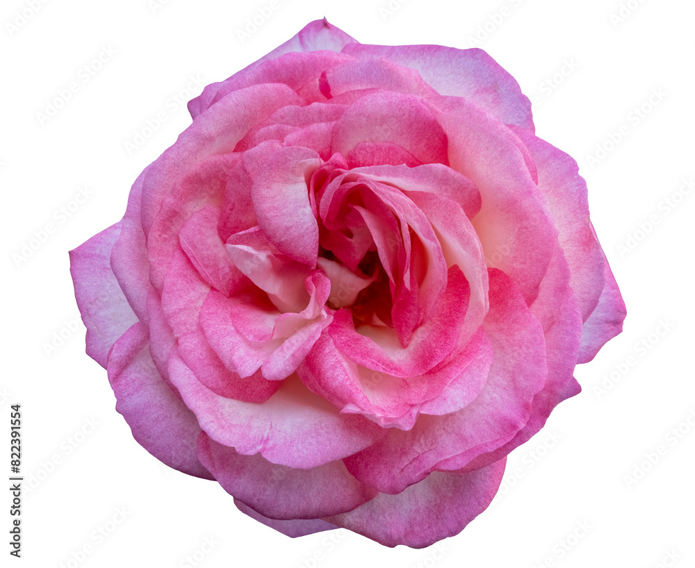 Pink rose blossom with velvet-like surface of the petals, isolated image on transparent background Pink rose blossom with velvet-like surface of the petals, isolated image on transparent background
