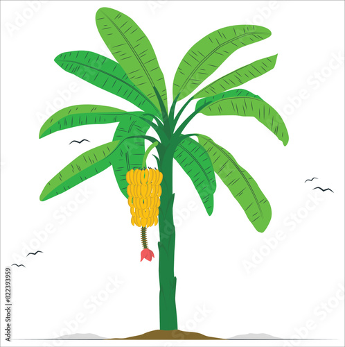 Banana tree. Bananas palm. Vector Illustration plants. Harvest biology. Musa acuminata. Banana tree vector with green background. Tree object flat style. Banana tree. Isolated on white background.
 photo