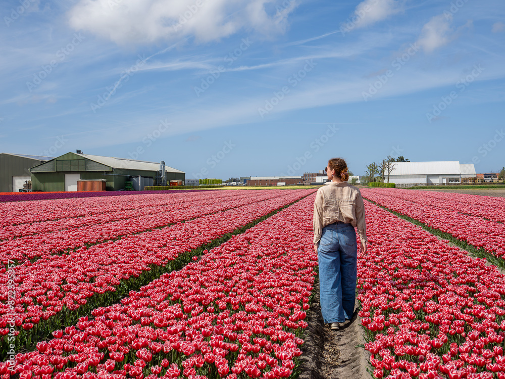Woman Walking Through Expansive Pink Flower Fields on a Sunny Day Woman Walking Through Expansive Pink Flower Fields on a Sunny Day