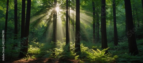 beautiful rays of sunlight in a green forest    morning in the forest © SAQLAIN ABBAS
