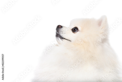 Portrait of a Pomeranian Spitz, closeup, side view,  isolated on a white background © sonsedskaya