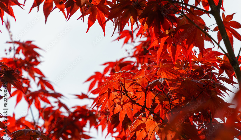 Close-up of red leaves of Purple Acer Palmatum Atropurpureum on blue sky background. Maple grows in public landscaped city park 'Krasnodar' or 'Galitsky'. Selective focus Close-up of red leaves of Purple Acer Palmatum Atropurpureum on blue sky background. Maple grows in public landscaped city park 'Krasnodar' or 'Galitsky'. Selective focus