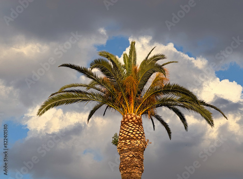 Palm trees illuminated by late day light in Izmir,  Turkey