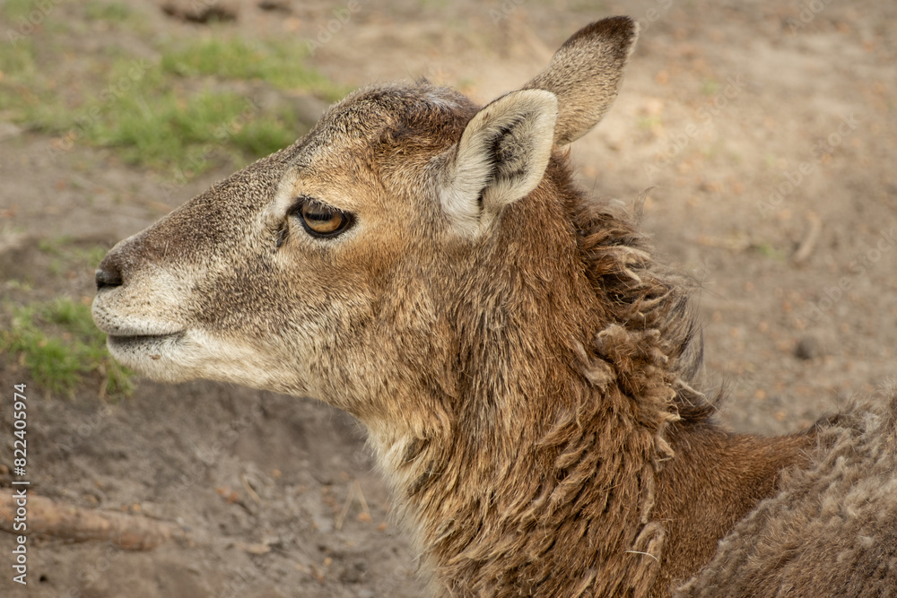 Fallow deer in the landscape