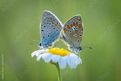 Photography butterfly on a flower