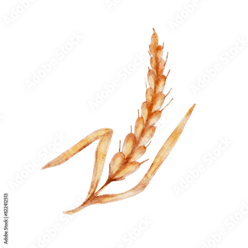 Watercolor ears of wheat vector illustration hand drawn painted