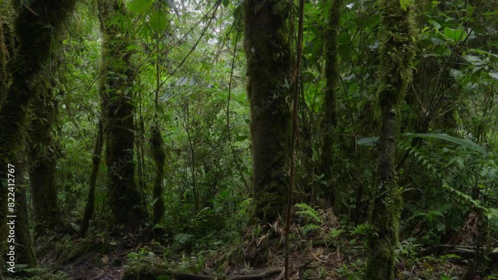 Green vegetation in the rainforest on a cloudy day in the middle of the mountain. Green vegetation in the rainforest on a cloudy day in the middle of the mountain.