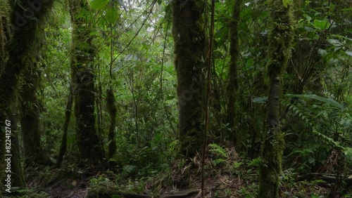 Wallpaper Mural Green vegetation in the rainforest on a cloudy day in the middle of the mountain. Torontodigital.ca